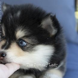 Lady - Black and white female Pomsky puppy in Princeton, Texas from Pomsky Lady