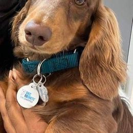 Dachshund Puppies from Jamie's Dachshunds