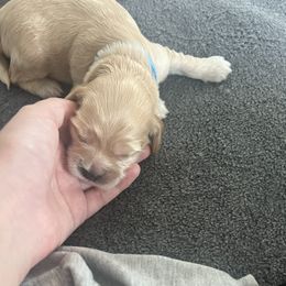 Cockapoo Puppies from Brevard County Cockapoos