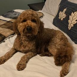 Scarlett - Goldendoodle