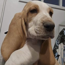 Black Collar Boy - Lemon and white male Basset Hound puppy in Richland Hills, Texas from The Basset Family