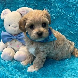Cody - Apricot male Maltipoo puppy in Taft, Tennessee from Knight Pups