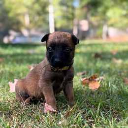 Belle - Red female Belgian Malinois puppy in Linwood, Michigan from Gillis Malinois LLC