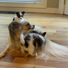 Papillon Puppies from Seven Pillars Papillon