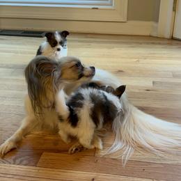 Papillon Puppies from Seven Pillars Papillon