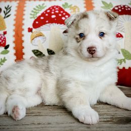Luke - Merle male Pomsky puppy in Greenville, South Carolina from Thicketty Mountain Pomskies