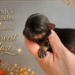 Harvest Haze - Black and gold male Yorkshire Terrier puppy in Dallas, North Carolina from Mandy's Miracles