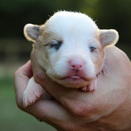 Pancake - Sable female Pembroke Welsh Corgi puppy in Star City, Arkansas from Say When Corgi Co.