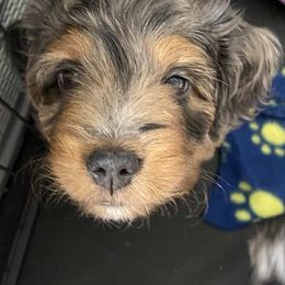 Aussiedoodle and Miniature Australian Shepherd Puppies from Dazy Mayze Mini Aussies and Aussiedoodles
