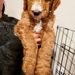 Goldendoodle Puppies from Nichols family k9s