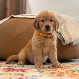 Golden Retriever Puppies from Rigdon Retrievers