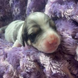 Merle male - Blue merle male Bernedoodle puppy in Clarksville, Iowa from Iowa Heartland Doodles