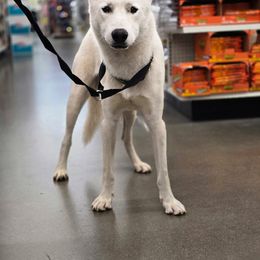 Avalanche - Black and white male Siberian Husky puppy in York, Maine from Maine Coast Huskies
