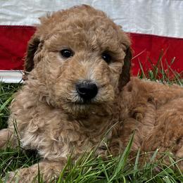 Willow - Apricot female Goldendoodle puppy in Sumner, Washington from Little Acre Doodles