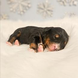 Oaken - Red male Bernedoodle puppy in Russell Springs, Kentucky from 270 Doodles