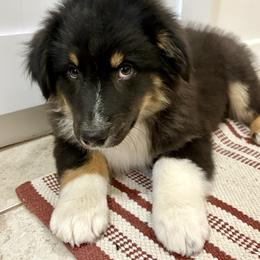 Frank - Black tri-color male Australian Shepherd puppy in Preston, Idaho from KC Bar Ranch Aussies