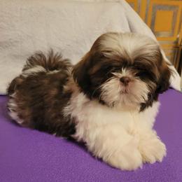 Kayden - Liver and white male Shih Tzu puppy in Parma, Ohio from D's DeVine Shih-Tzu