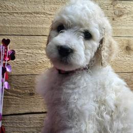 Pink collar - Parti female Poodle puppy in Spring Branch, Texas from Bear Hills kennel
