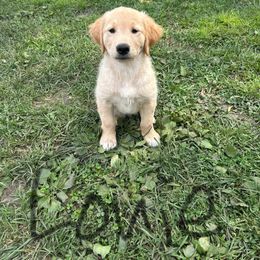 Louie - Golden male Golden Retriever puppy in Owatonna, Minnesota from Golden Paws of Hope