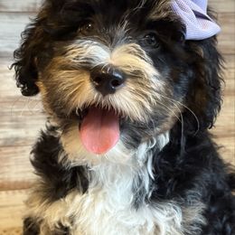Petunia - Tri-color female Bernedoodle puppy in Peterstown, West Virginia from To Love A Doodle