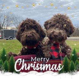 Lagotto Romagnolo All Grown Up from Ohio Primo Lagotto Romagnolo