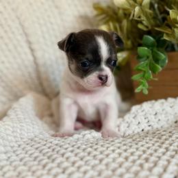 Drax 3250 - Blue and white male Chihuahua puppy in Beaumont, Texas from Down south pups
