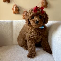 Bubbles - Red  female Poodle puppy in Munster, Indiana from Miranda’s Sunshine Poodles and Doodles