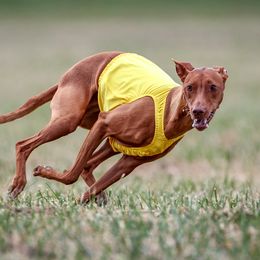Maple - Pharaoh Hound