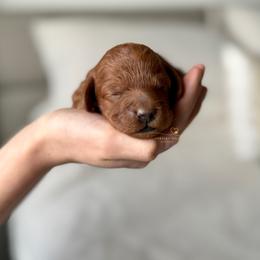 Cockapoo Puppies from Chesley Hill Cockapoos