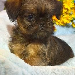 Linus 4000 - Red male Brussels Griffon puppy in Litchfield Park, Arizona from Melody Lane Brussels Griffons