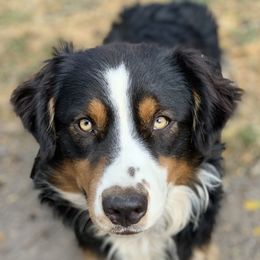 Colt - Australian Shepherd