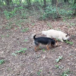 Australian Terrier and Cairn Terrier All Grown Up from Cedar Forrest Terriers LLC (Cairns & Australian Terriers)
