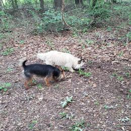 Australian Terrier and Cairn Terrier All Grown Up from Cedar Forrest Terriers LLC (Cairns & Australian Terriers)