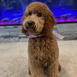 Abby - Goldendoodle