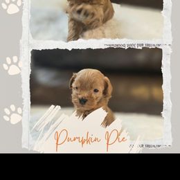 Pumpkin Pie - Red  male Goldendoodle puppy in Newdale, Idaho from Canyon Creek Puppies