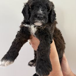 Bernedoodle Puppies from Triple W Doodles