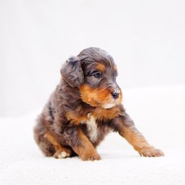 Theo - Tri-color male Bernedoodle puppy in Washington from Doodle Love