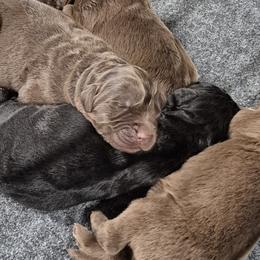 Boy 2 - male Newfoundland puppy in Greenville, Pa 16125 9633, Pennsylvania from Lucky Stone Newfoundlands