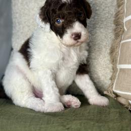 Harvey - Chocolate male Assorted Doodle Crosses puppy in West Monroe, Louisiana from Southern Haven Doodles