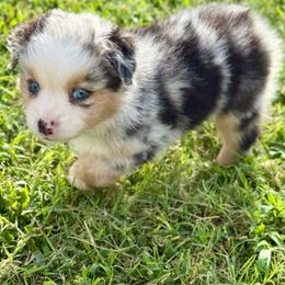 Martini - Blue merle female Miniature Australian Shepherd puppy in Gatesville, Texas from Southern Promise Aussie’s