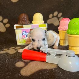 Praline Pecan- Orange- HUA - White and black female Dalmatian puppy in Claremore, Oklahoma from Lotsofdots Dalmatians