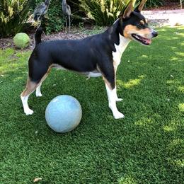 Rat Terrier Puppies from Dal Cais Rat Terriers
