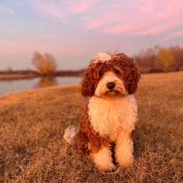 Arizona - Goldendoodle