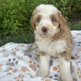 Jasper - Yellow and white male Bernedoodle puppy in Temecula, California from Country Hills Doodles
