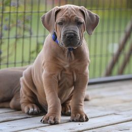 Cane Corso Puppies from Royal Cane Corso