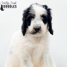 Astrid - Tri-color female Bernedoodle puppy in Tipton, Indiana from Country Creek Doodles