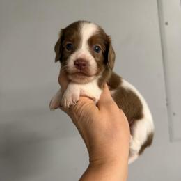 Spot - Piebald male Dachshund puppy in Fredericksburg, Indiana from Blue River Mini Dachshunds