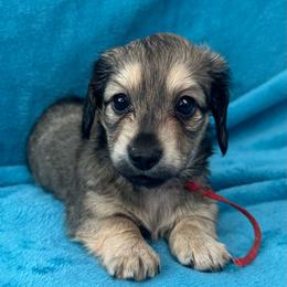 Fred - Cream male Dachshund puppy in Memphis, Tennessee from River City Doxies