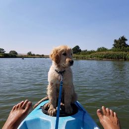 Golden Retriever Puppies from 2 Rivers Goldens