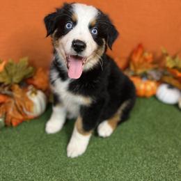 Australian Shepherd Puppies from Copper Top Aussies